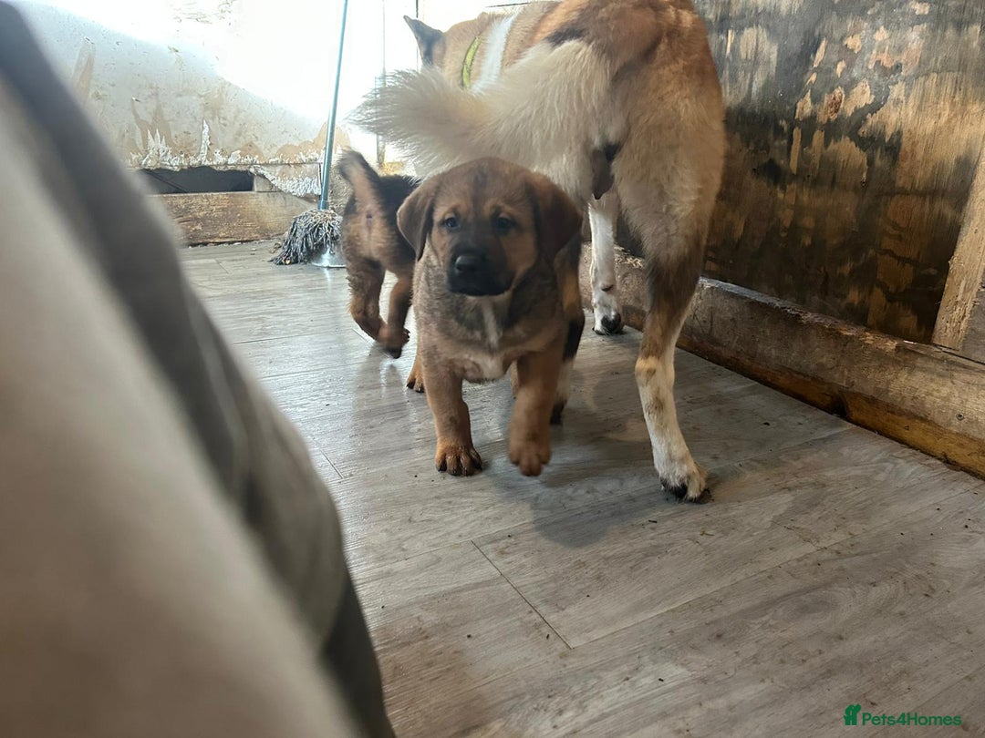 Mixed Breed dogs for sale: 2 akita x rottweiler pups  - Image 8