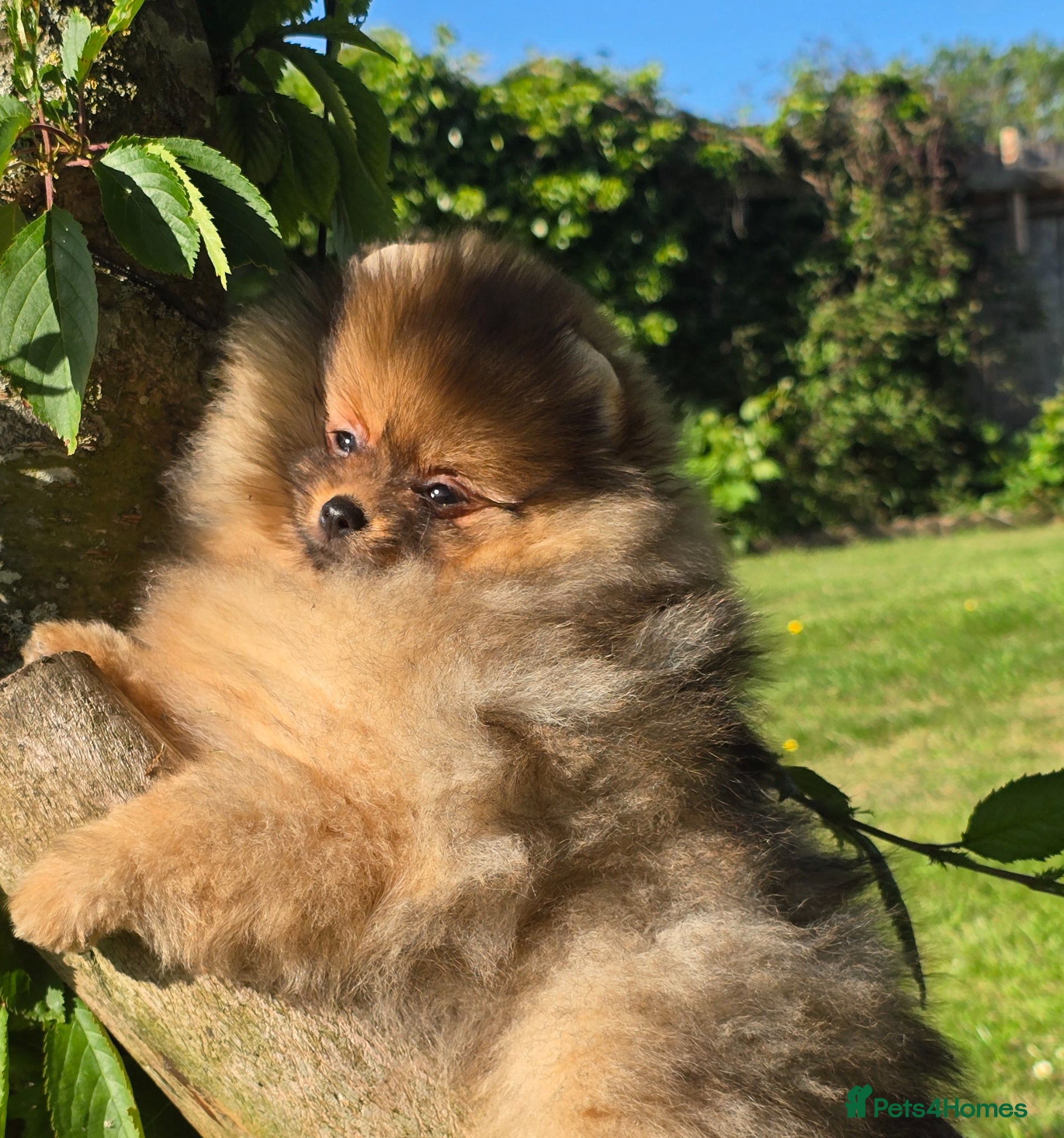 Pomeranian dogs *Beautiful pedegree pomeranian pups* - Advert 6