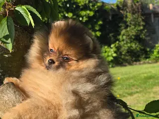 Pomeranian dogs *Beautiful pedegree pomeranian pups* - Advert 6