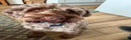 Australian Labradoodle dogs for sale: Australian Labradoodle for rehoming - Advert 3
