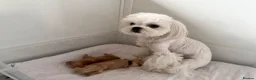 Maltipoo dogs for sale: Tiny Asian Maltipoo. DNA tested parents. - Advert 12