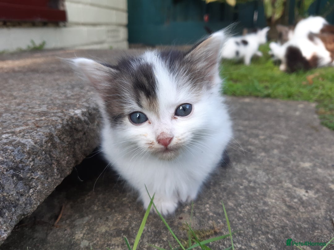 Mixed Breed cats for sale: 6 Kittens Available to take home today 😸  - Image 8
