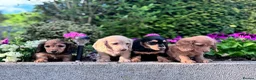 Miniature Dachshund dogs for sale: Miniature longhaired Dachshunds kc reg PRA clear - Advert 4