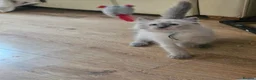 Ragdoll cats for sale: Ragdolls - Advert 32