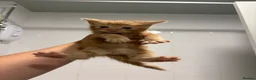 Mixed Breed cats for sale: Kittens for sale  - Advert 2