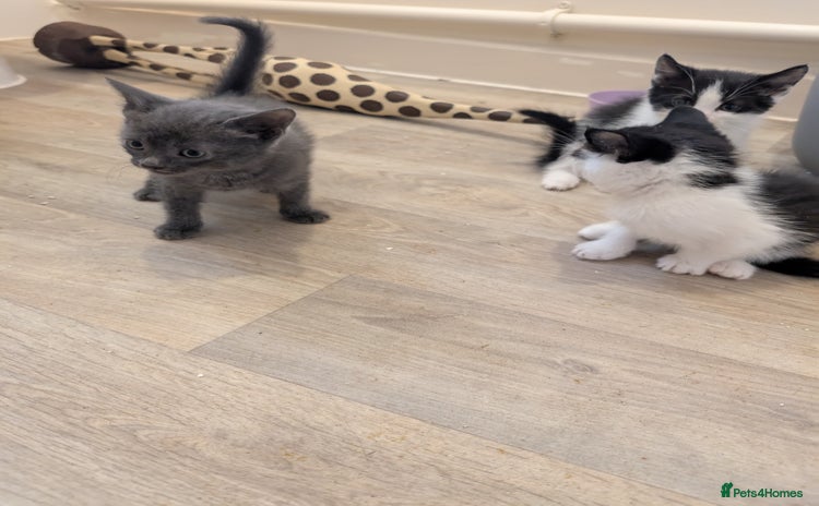 British Shorthair cats - Advert 10