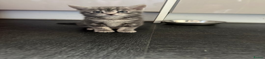 Mixed Breed Kitten 2