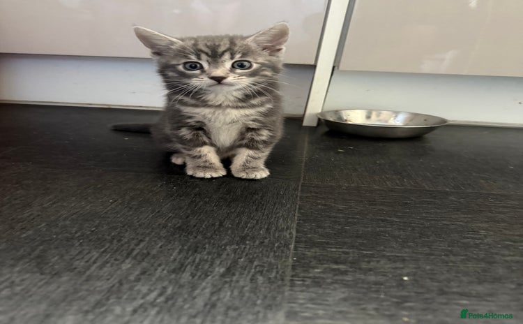 Mixed Breed cats - Advert 3