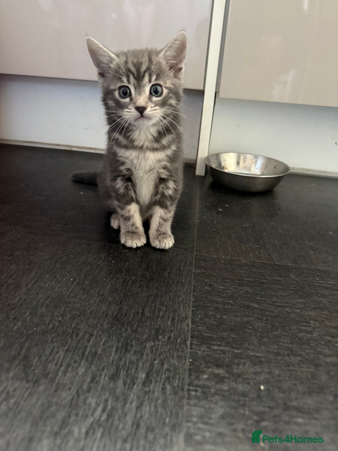 Mixed Breed cats for sale: Kittens for sale - Image 1