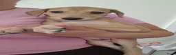 Mixed Breed dogs for sale: Saluki whippet x weaton greyhound - Advert 7