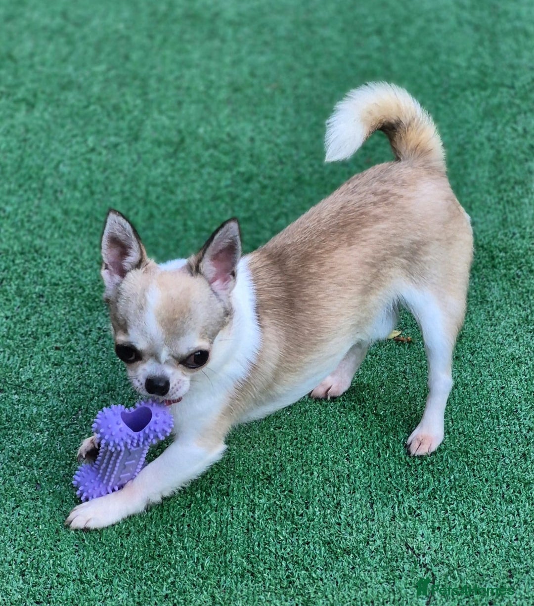 Chihuahua dogs for sale: Beautiful Tiny Young Male Chihuahua AVAILABLE. - Image 7