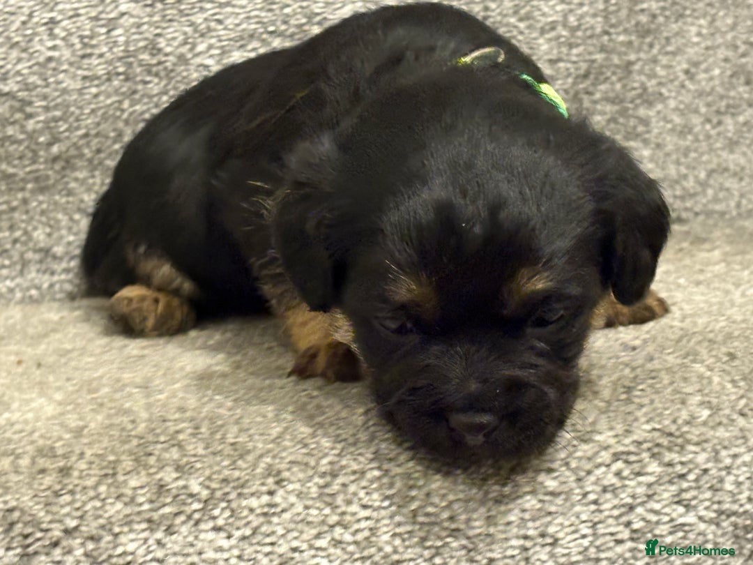 Border Terrier dogs for sale: Poppys pups! KC border terriers. Ready 4  **   - Advert 10