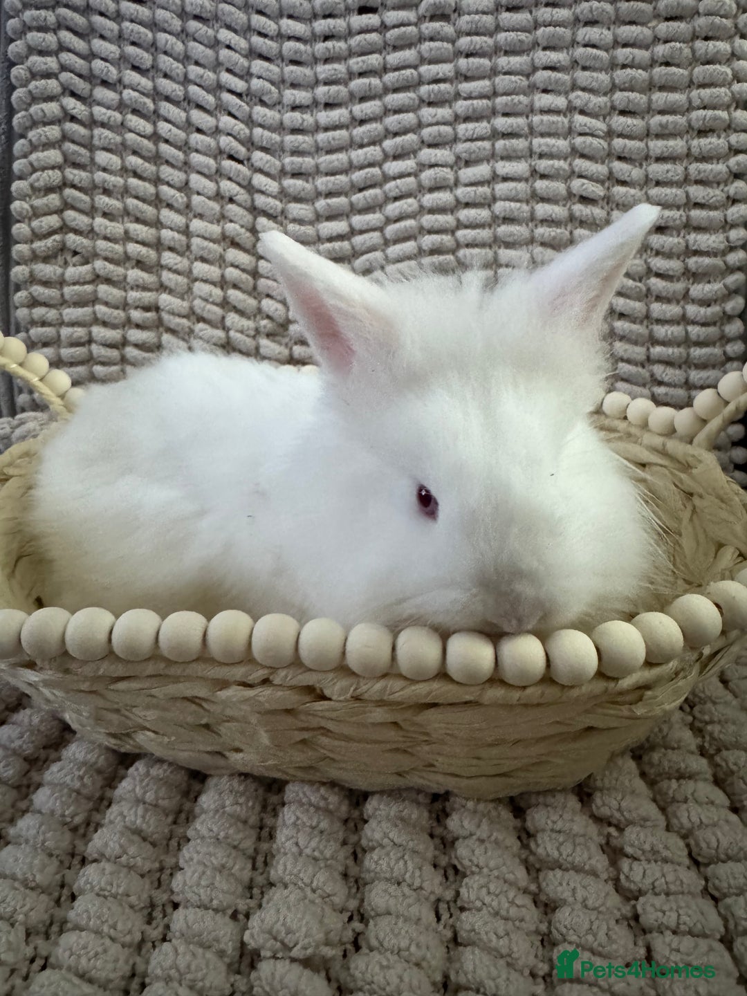 Lionhead rabbits for sale: ✨ Lionhead x Angora Bunny  ✨ - Advert 4