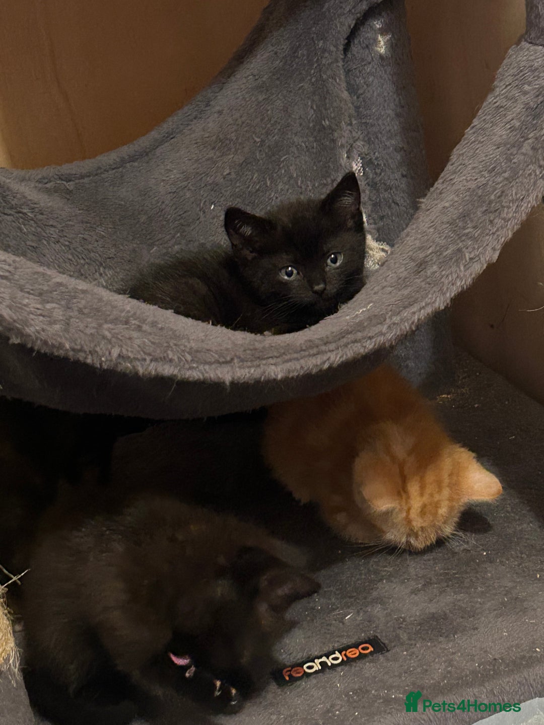 British Shorthair cats for sale: Beautiful male BSHx - Image 4