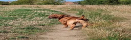 Dogue De Bordeaux dogs for sale: Arnie in Wigan - Advert 3
