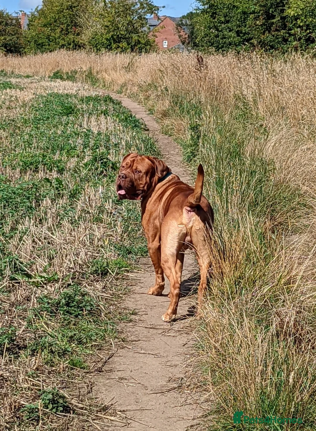 Dogue De Bordeaux dogs for sale: Arnie in Wigan - Advert 3
