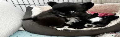 Sox
