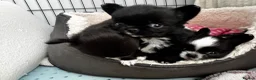 Chihuahua dogs for sale: Beautiful litter of long coat kc reg chihuahuas in Stockport - Advert 18