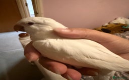 Parakeets birds for sale: Handreared Tame Albino Quaker - Image 1