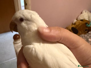 Parakeets birds - Advert 11