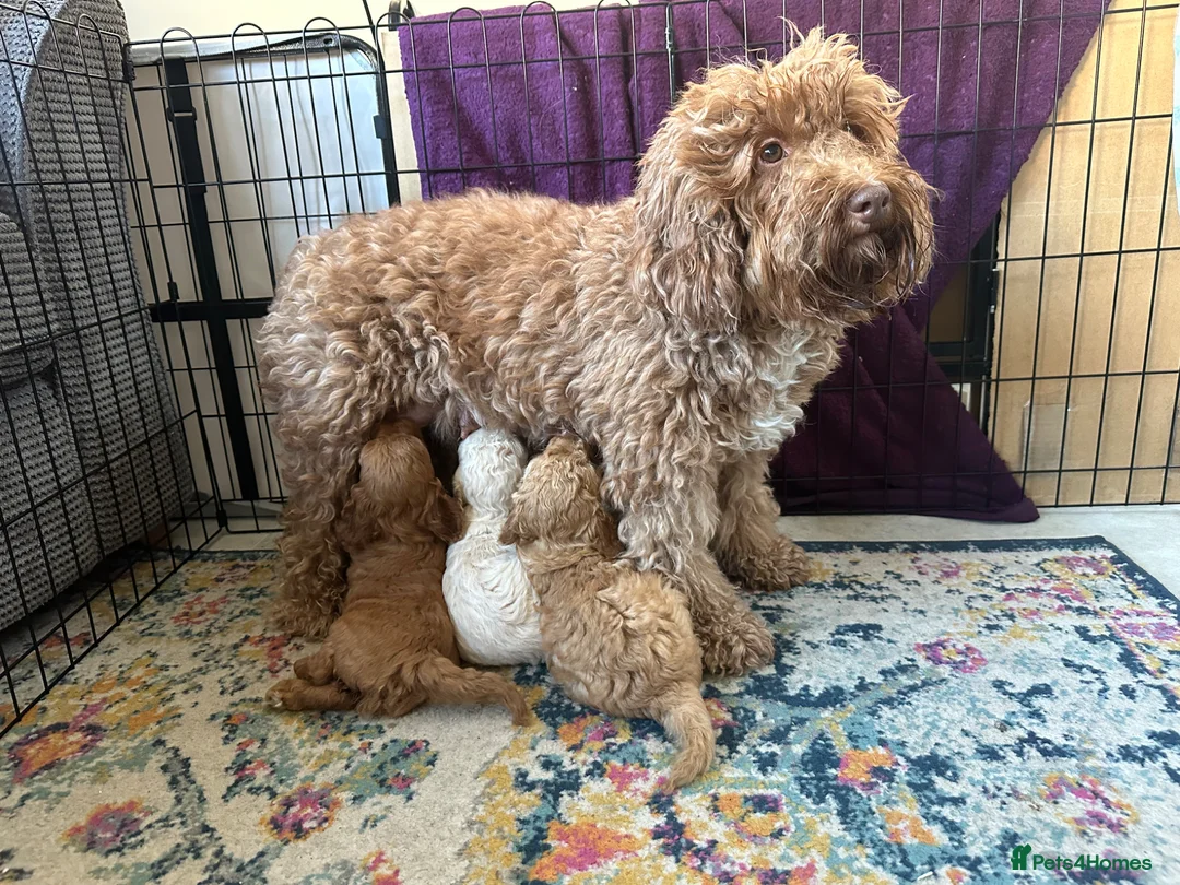 Cockapoo dogs for sale: Beautiful Cockapoo Puppies - Advert 2
