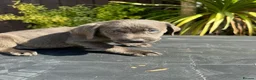 Labrador Retriever dogs for sale: ghost’s beautiful dozen - Advert 23