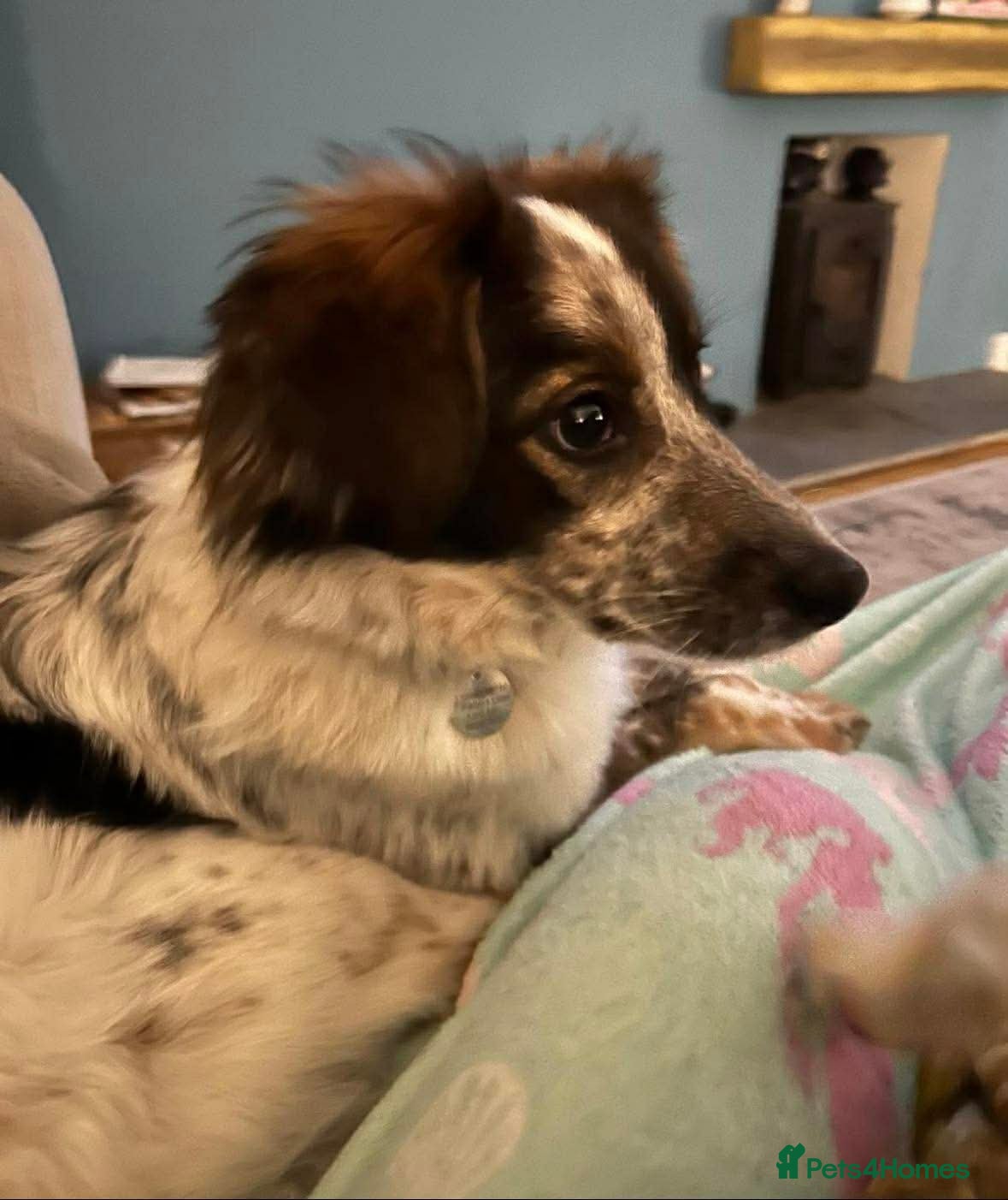 Mixed Breed dogs Rescue Chance is looking for his “chance” - Advert 1