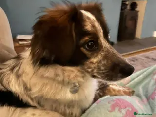 Mixed Breed dogs Rescue Chance is looking for his “chance” - Advert 1