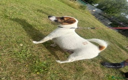 Jack Russell dogs for sale: Male puppy last left from 6 - Image 6