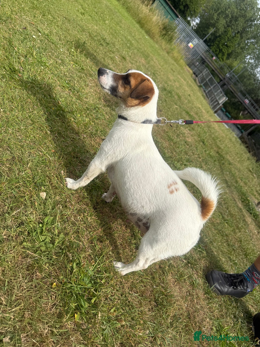 Jack Russell dogs for sale: Male puppy last left from 6 - Image 6