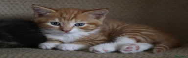 Mixed Breed 1