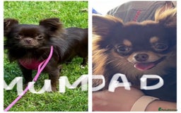 Chihuahua dogs for sale: ** Absolutely stunning small Chihuahuas ** - Image 3