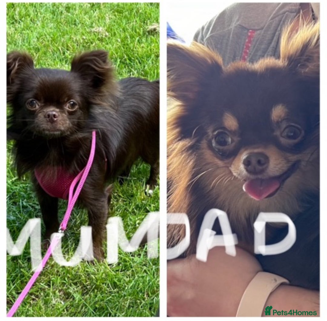 Chihuahua dogs for sale: ** Absolutely stunning small Chihuahuas ** - Image 3
