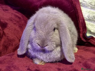 Mini Lop rabbits - Advert 1