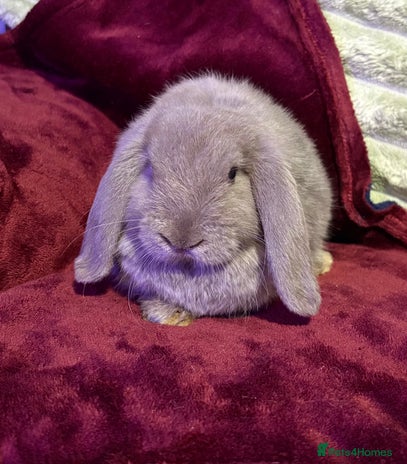 Mini Lop rabbits - Advert 15