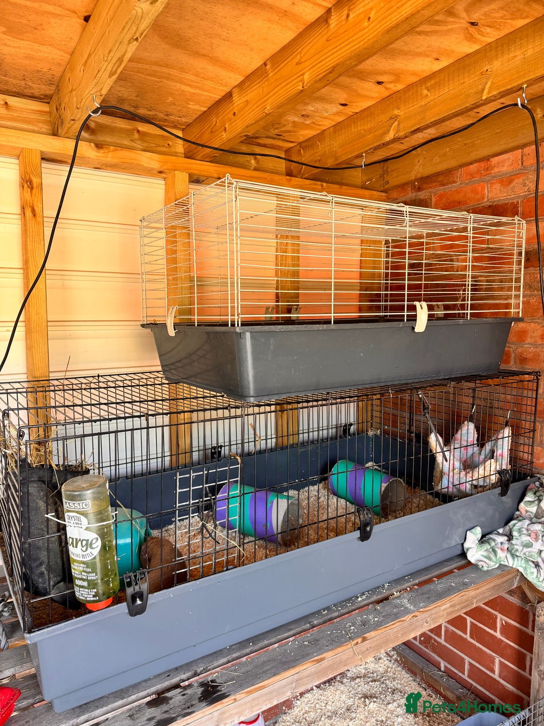 Guinea Pig rodents for sale: 2 beautiful brothers  - Image 5