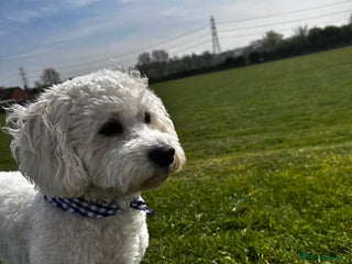 Cavapoochon dogs - Advert 1