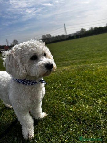 Cavapoochon dogs Cavapoochon Male - Advert 1