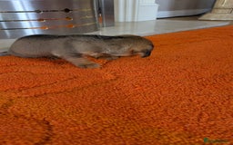 Mixed Breed dogs for sale: 3/4Dachshund X 1/4Jack  - Image 28