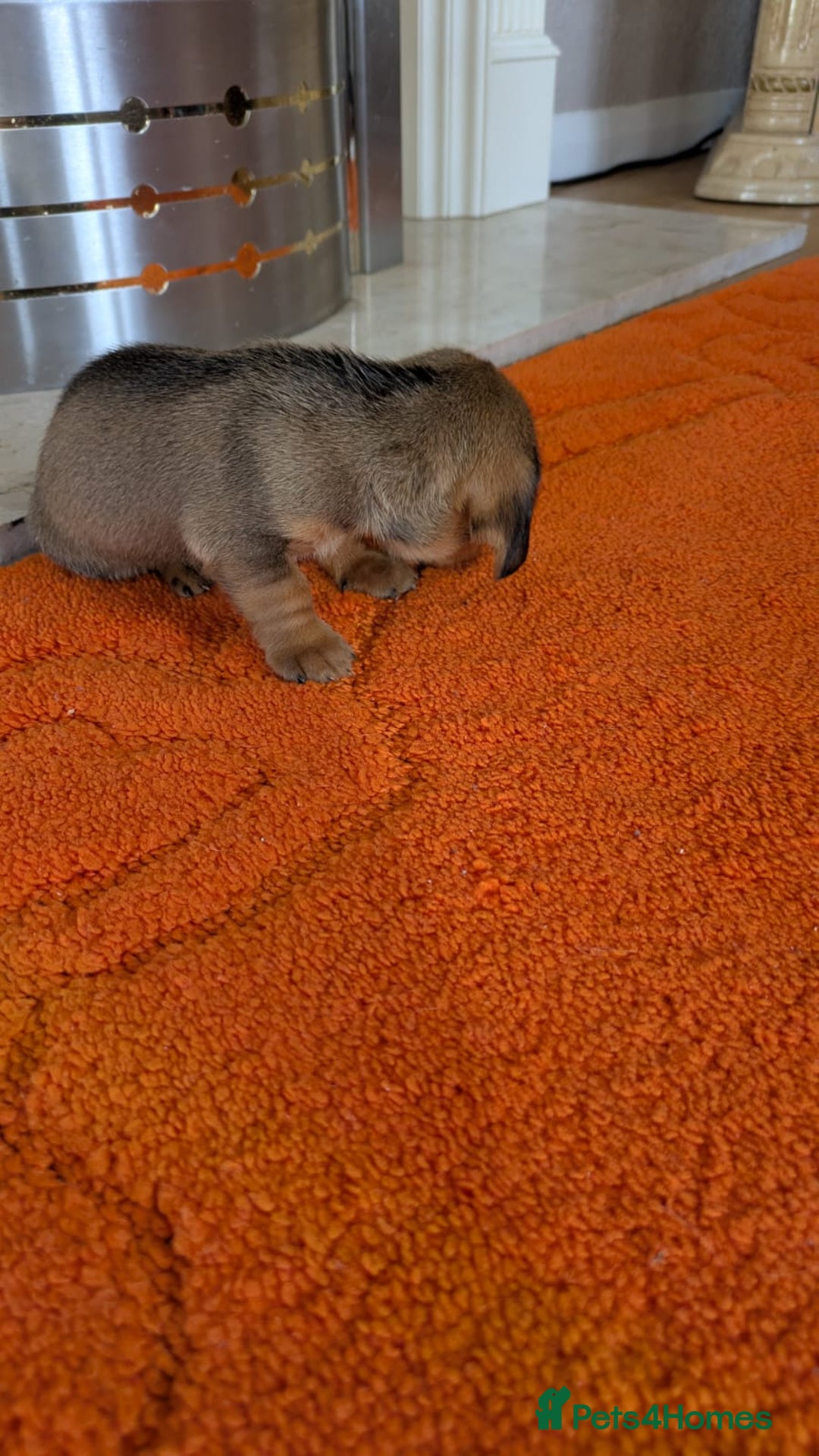 Mixed Breed dogs for sale: 3/4Dachshund X 1/4Jack  - Image 28