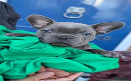 French Bulldog dogs for sale: Stunning French bulldog puppies 🐕 - Image 7