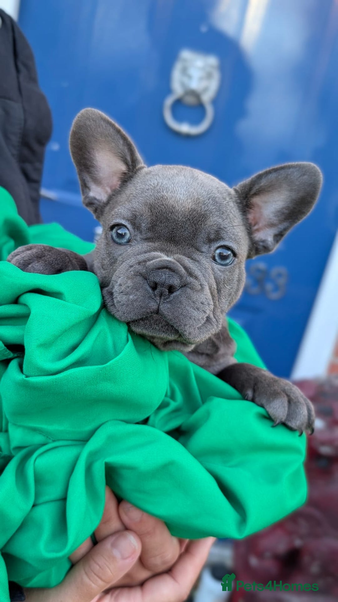 French Bulldog dogs for sale: Stunning French bulldog puppies 🐕 - Image 7