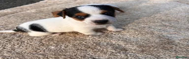 Jack Russell 1