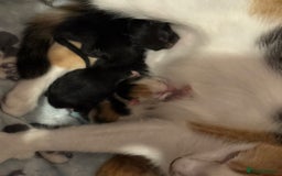 Mixed Breed cats for sale: 3 beautiful kitten  - Image 1