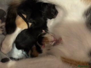 Mixed Breed cats - Advert 28