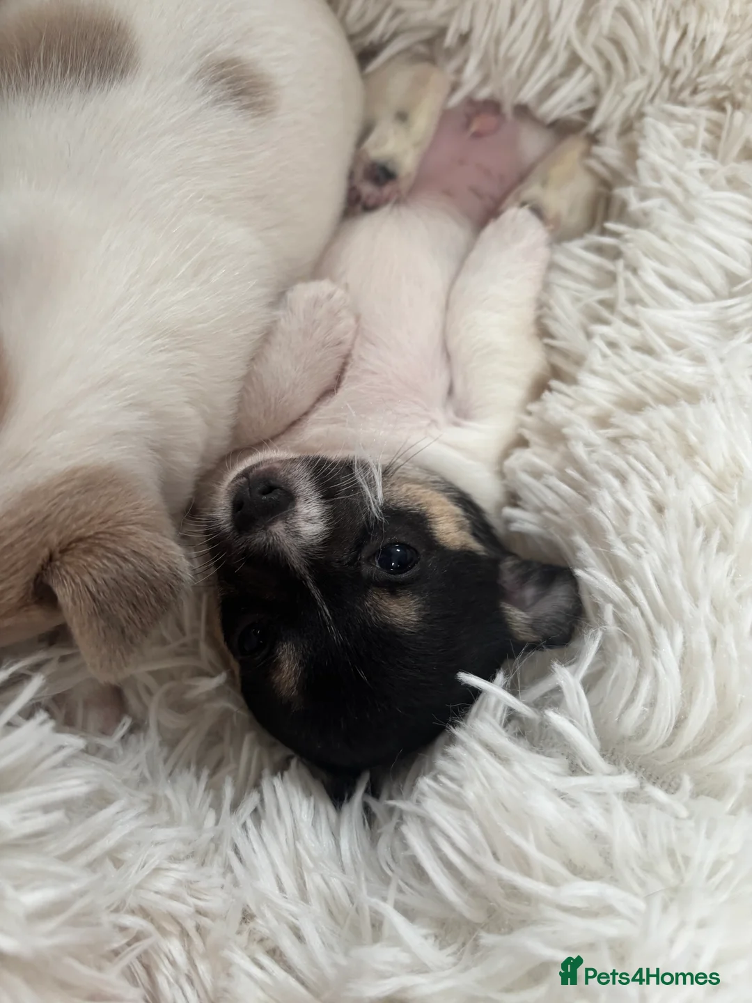 Chihuahua dogs for sale: Short hair, Chihuahuas - Advert 5