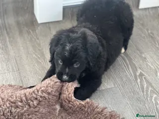 Bernese Mountain Dog dogs Wonderful litter of Golden Mountain Dogs - Advert 6