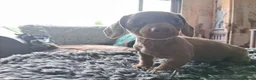 Dachshund dogs for sale: Miniature dachshund - Advert 7