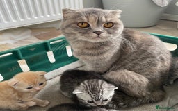 Scottish Fold cats for sale: Pedigree Scottish fold kittens for sale - Image 19