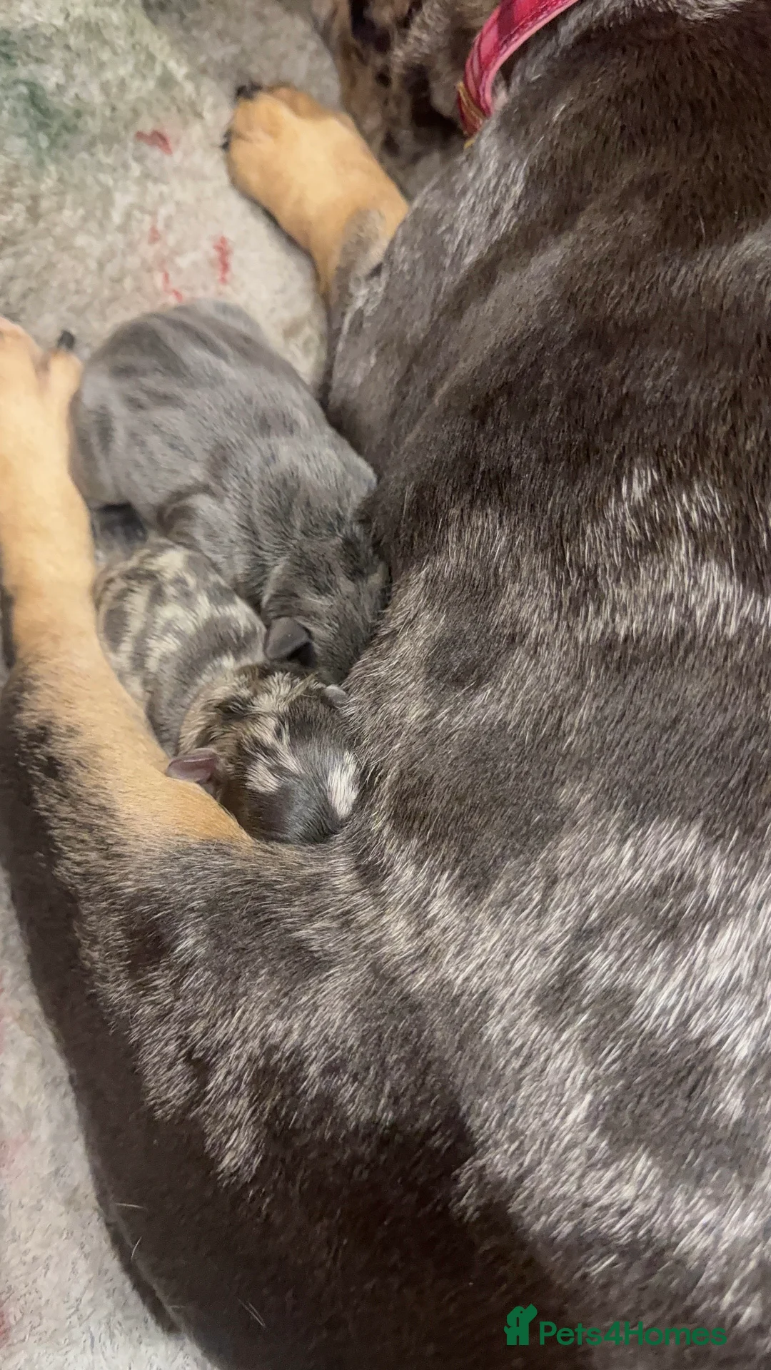 French Bulldog dogs for sale: Beautiful Puppies Looking for Loving Homes 🐾 in Ashford - Advert 2